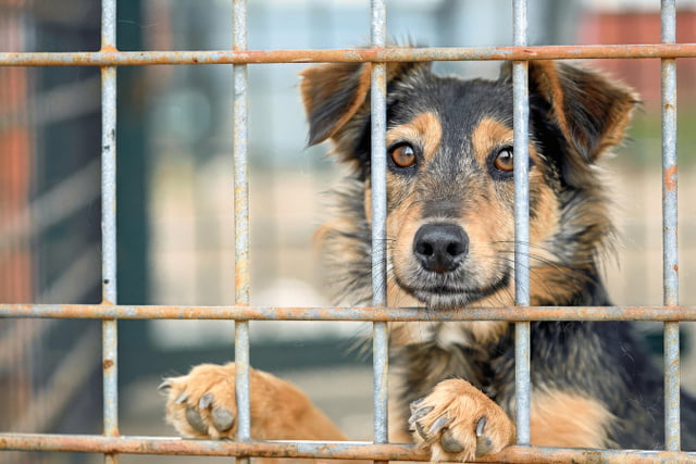 7 Mythen über Tierschutzhunde